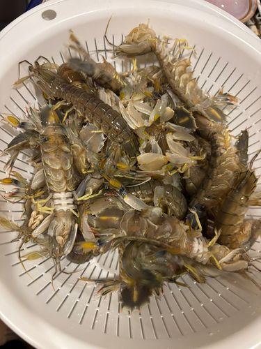 シャコの釣果