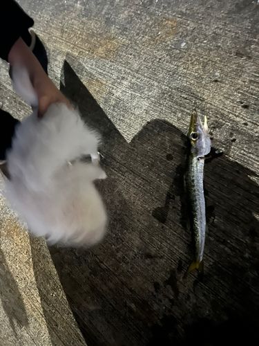 カマスの釣果