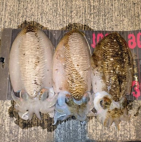 コウイカの釣果