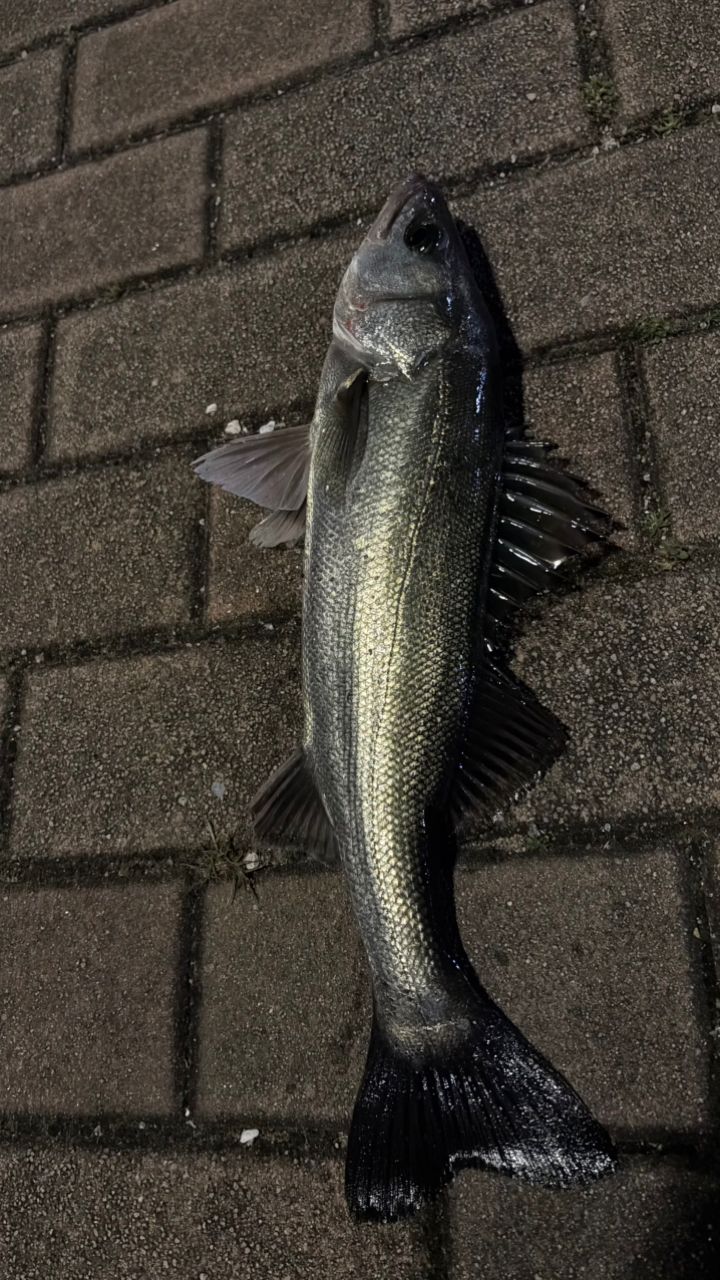 シーバスの釣果写真