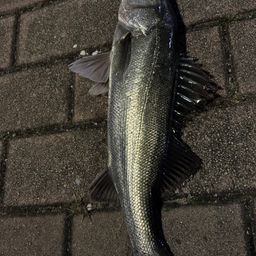 シーバスの釣果写真