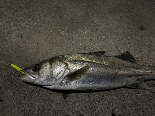 雷魚地図マップ　雷魚釣り　雷魚　静岡県　栃木県　茨城県 茨城県で釣れたライギョの釣り・釣果情報 - アングラーズ | 釣果600万