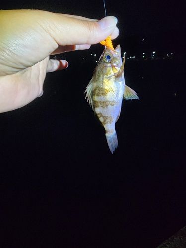 メバルの釣果