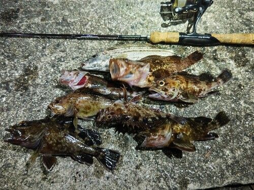 カサゴの釣果