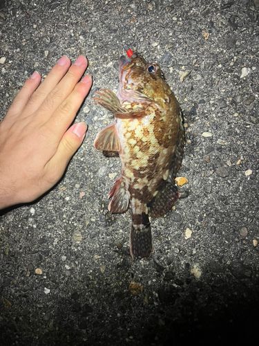 カサゴの釣果