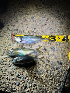 マアジの釣果