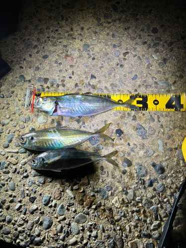 マアジの釣果