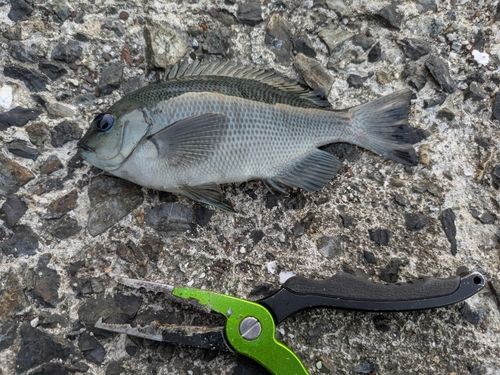 グレの釣果
