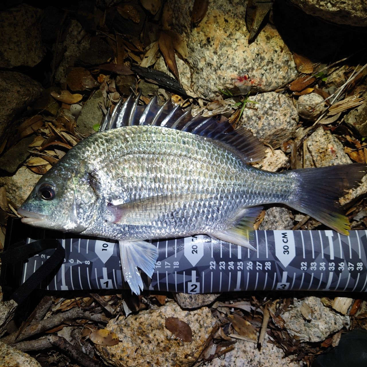 SHIMANO 22ソアレ SS S86ML-Sの最安値・インプレ・釣果 | 本音の口コミ
