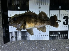 メバルの釣果