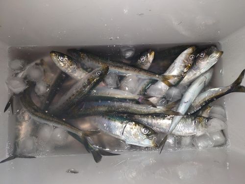 マイワシの釣果