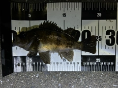 メバルの釣果