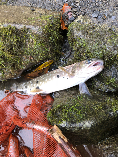 アメマスの釣果