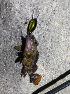 ガシラの釣果