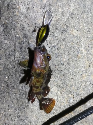 ガシラの釣果