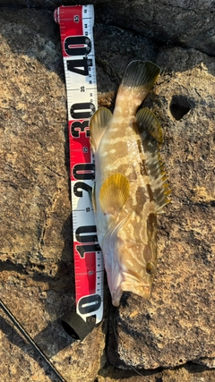 クエの釣果