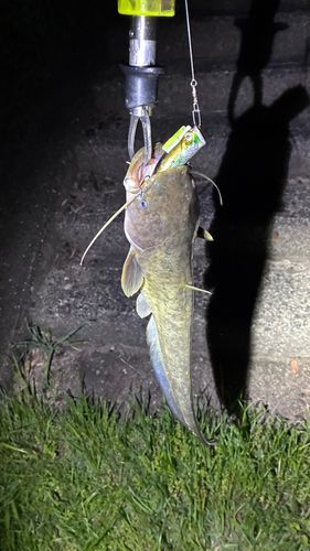 マナマズの釣果