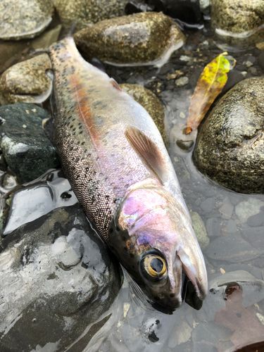 ニジマスの釣果