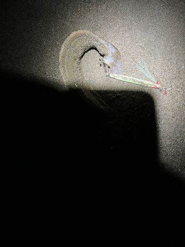 シタビラメの釣果