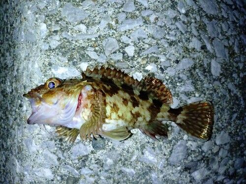 カサゴの釣果