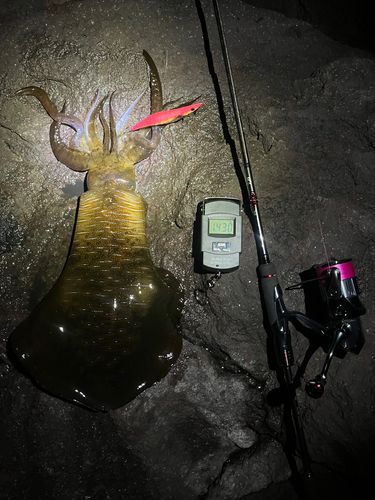 アオリイカの釣果