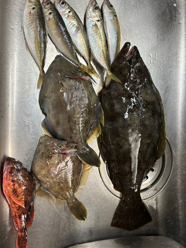 カワハギの釣果