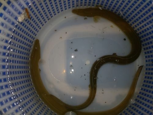 ウナギの釣果
