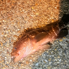 アコウの釣果