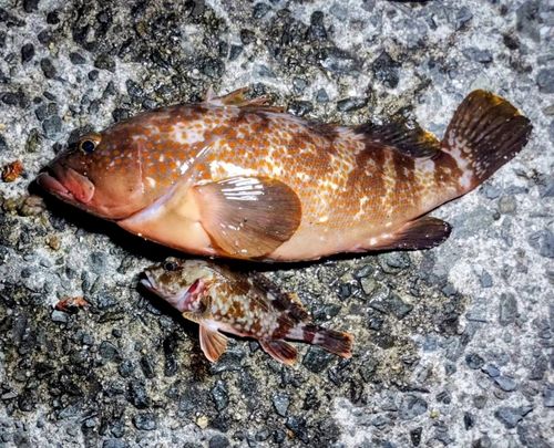 アコウの釣果