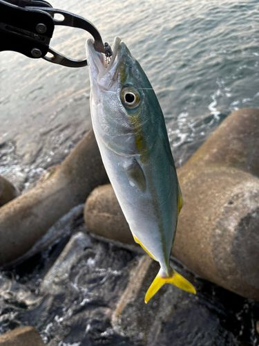ツバイソの釣果