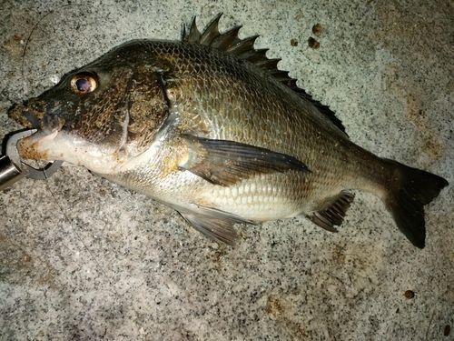 チヌの釣果