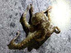イイダコの釣果
