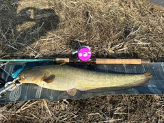 ナマズの釣果