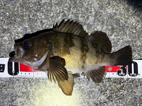 メバルの釣果