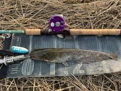 ナマズの釣果