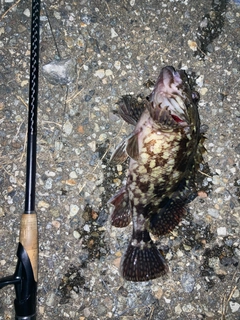 カサゴの釣果