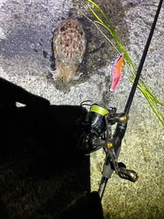 コウイカの釣果