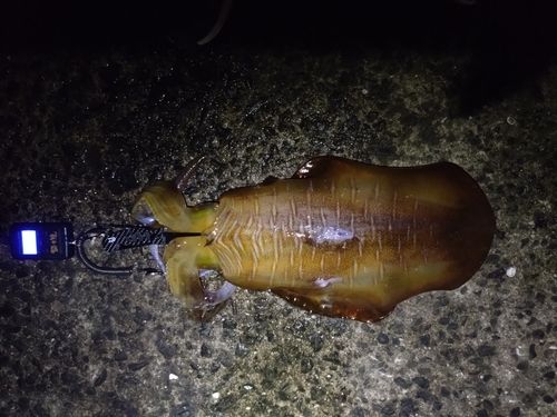 ミズイカの釣果