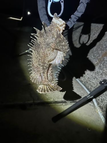 オニオコゼの釣果