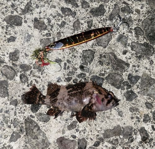 オウゴンムラソイの釣果