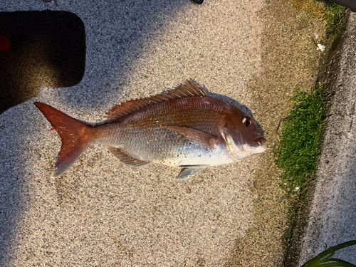 タイの釣果