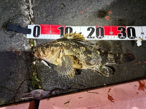 タケノコメバルの釣果
