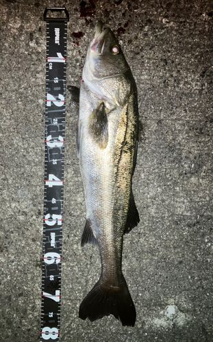 スズキの釣果