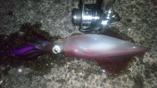 ケンサキイカの釣果