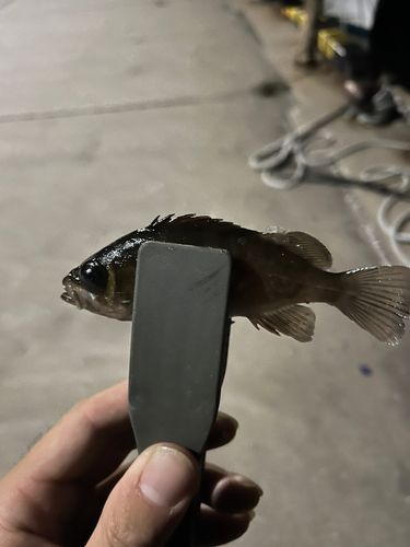 メバルの釣果