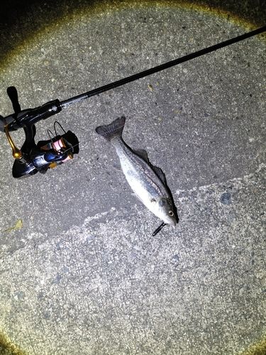 セイゴ（マルスズキ）の釣果