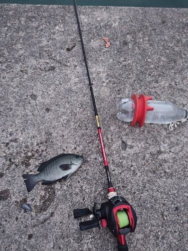 グレの釣果
