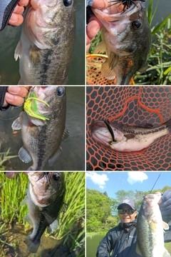 ブラックバスの釣果