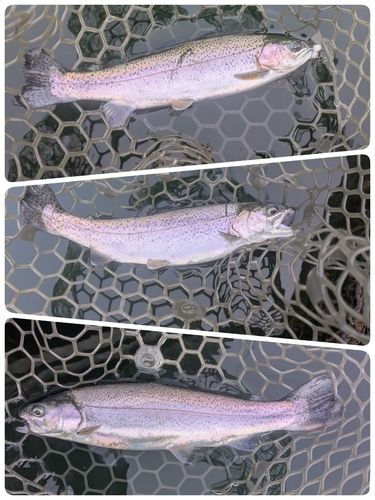 ニジマスの釣果