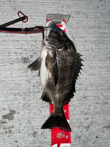 チヌの釣果